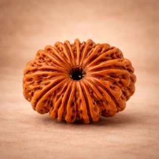 13 Mukhi Rudraksh Super – Blessing of Kamdev & Indra