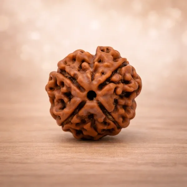 Original 4 Mukhi Rudraksha Super Quality - Certified Four Face Bead by Suyagya