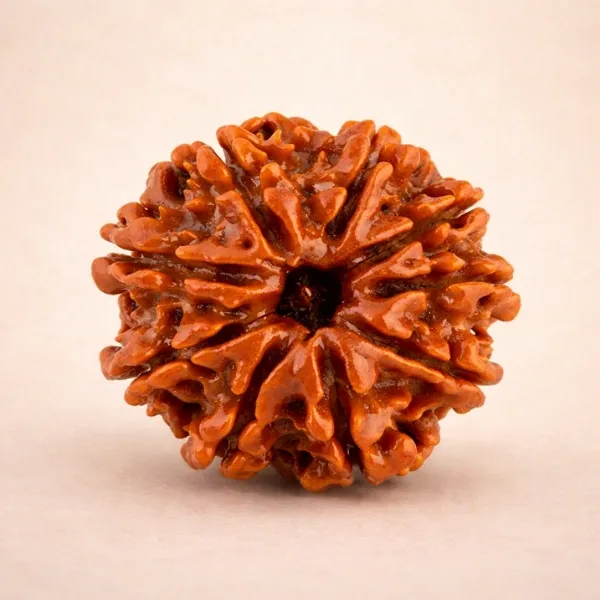 Original 9 Mukhi Rudraksha from Nepal with nine clear natural mukhi lines - Suyagya