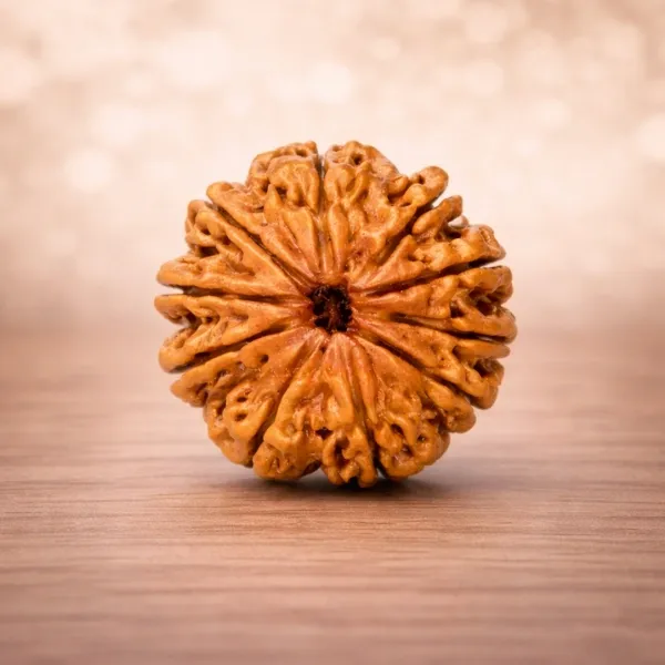Original 10 Mukhi Rudraksha from Nepal with ten clear natural mukhi lines - Suyagya