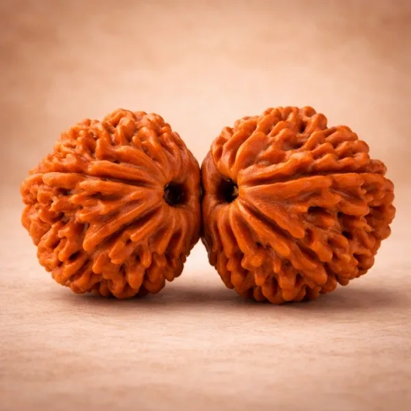 Original Gauri Shankar Rudraksha naturally joined twin bead from Nepal - Suyagya