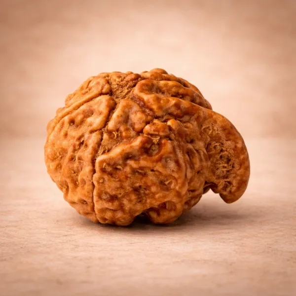 Original Ganesh Rudraksha with natural trunk shape from Nepal - Suyagya