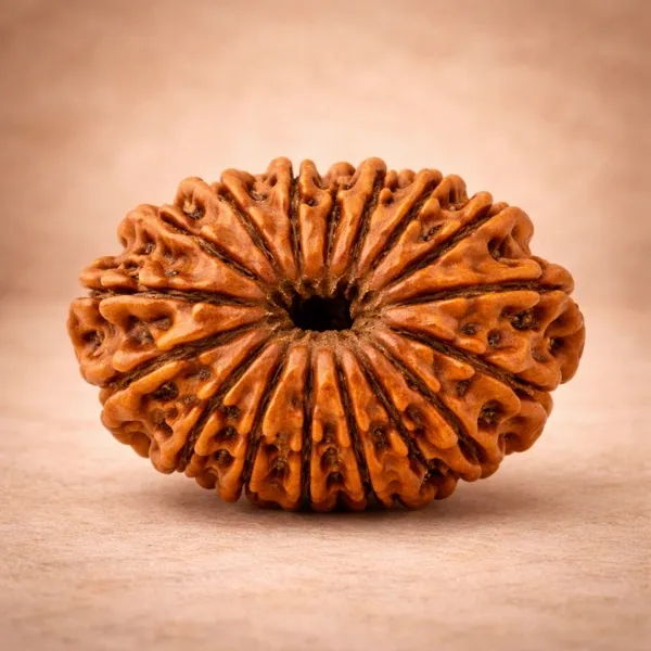 Original 14 Mukhi Rudraksha Deva Mani from Nepal with fourteen clear natural mukhi lines - Suyagya