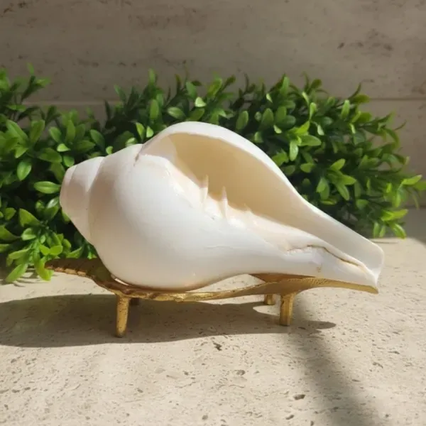 Pure Shankh Big – Original Natural Conch Shell for Pooja