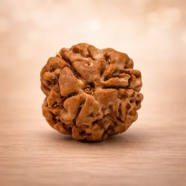 3 Mukhi Rudraksha Super Quality  — The Bead of Agni, Confidence and Inner Fire
