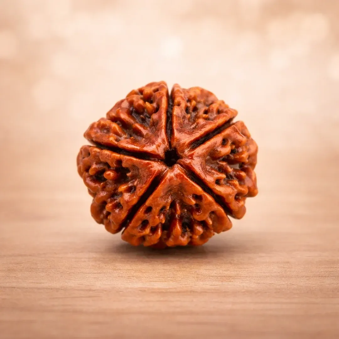 Premium 5 Mukhi Rudraksha Bead – Natural Energy for Calm & Focus